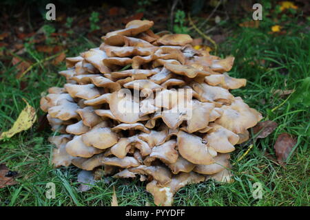 Nahaufnahme von Pilzen Stockfoto
