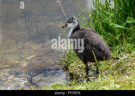 Junge flauschige Blässhuhn. Stockfoto