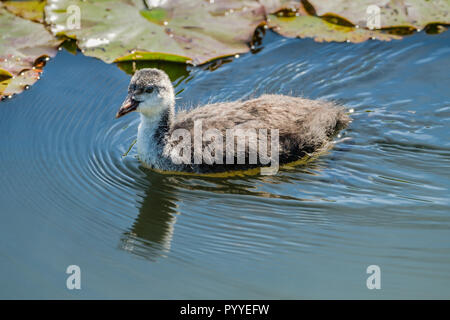 Junge flauschige Blässhuhn. Stockfoto