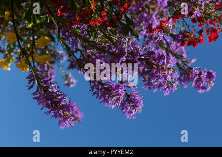Bunte Blumen blühen in einem Außenbereich hängenden Pflanzmaschine, mit blauem Himmel Hintergrund Stockfoto