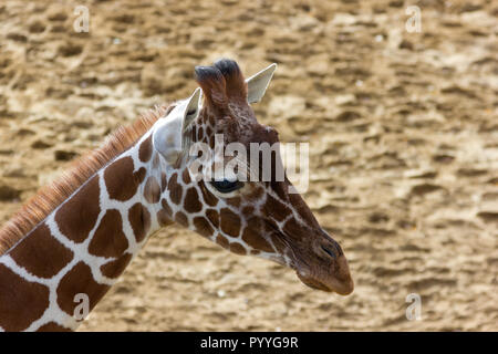 Junge Giraffe (Giraffa Camelopardalis) in einem Tierpark Stockfoto