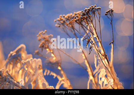 Eis bedeckt Pflanzen Stockfoto