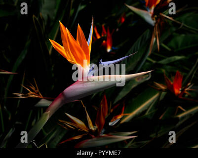 Lebendige Farben Vogelparadies Blume vor einem dunklen farbigen Hintergrund Stockfoto