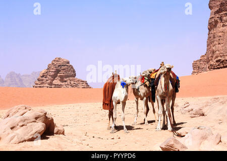 Vier Kamele in der Wüste Wadi Rum, Jordanien. Auf blauen Himmel Hintergrund Stockfoto