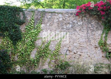 Efeu an der Wand, verwirrte Anlage auf dem Felsen, einsamen Ort in die Natur, gute Bildqualität, die melancholische Atmosphäre, Tapeten, Grün, Pink, Mallorca Stockfoto