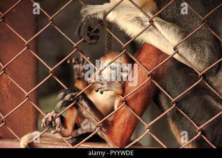 Ein Baby rot-shanked Les Marines Langur, die Käfig sitzen mit ihren Eltern in den Käfig des Zoo, Bedrohte Tierwelt, reservierte Art Stockfoto