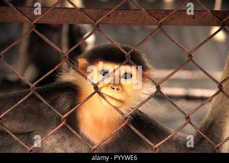 Ein einsamer Rot-shanked Les Marines Langur, klammert sich Cage in die Kamera in den Käfig des Zoo sah, Bedrohte Tierwelt, reservierte Art Stockfoto