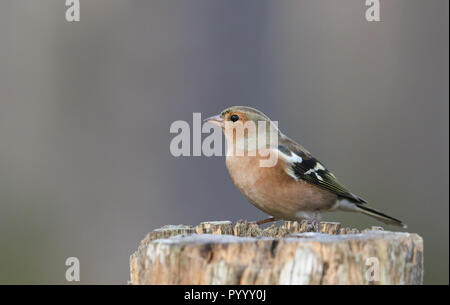 Eine schöne Buchfink (Fringilla coelebs) hocken auf einer hölzernen Baumstumpf im Abernathy Wald in den Highlands von Schottland. Stockfoto