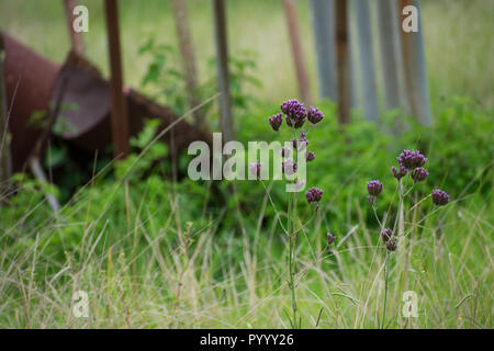 Einen ruhigen Bereich der hohen Gras in der Landschaft mit lila Blumen wiegen sich im Wind. Stockfoto