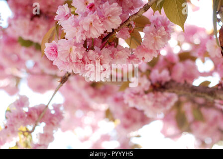 Wild Cherry Tree in rosa Blüte im Frühling Stockfoto