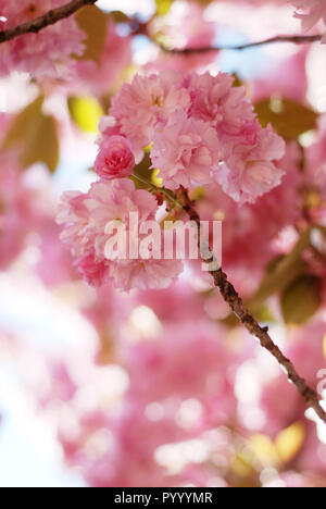 Wild Cherry Tree in rosa Blüte im Frühling Stockfoto