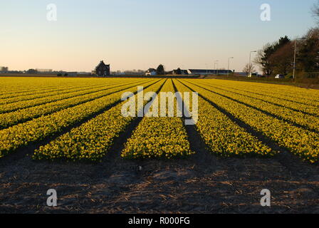 Felder der gelben Narzissen auf den Sonnenuntergang. Abend Landschaft der frühen Frühling in den Niederlanden. Stockfoto