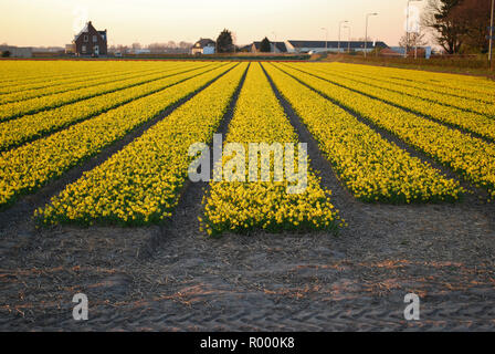 Felder der gelben Narzissen auf den Sonnenuntergang. Abend Landschaft der frühen Frühling in den Niederlanden. Stockfoto