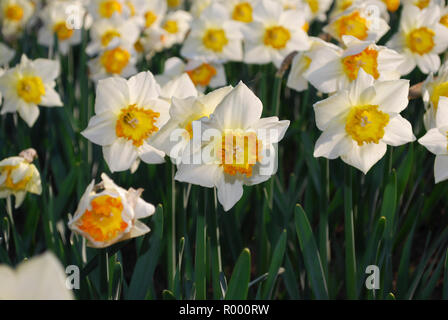 Weiße Narzissen mit Orange Center im Beet gewachsen. Frühling in den Niederlanden. Stockfoto