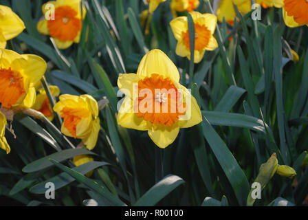 Viele Narzissen mit Orange Center im Beet gewachsen. Frühling in den Niederlanden. Stockfoto