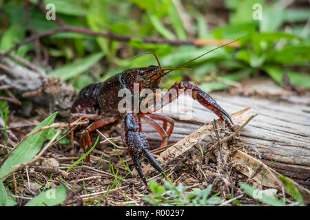 Procambarus clarkii, auch rote Krebse Sumpf, auch Louisiana Flusskrebse Stockfoto