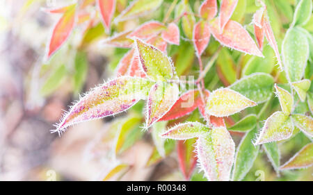 Herbst - farbige Nandina domestica Blättern bedeckt mit Raureif Stockfoto
