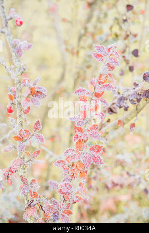 Himalyan cotoneaster Zweigen bedeckt mit Raureif Stockfoto