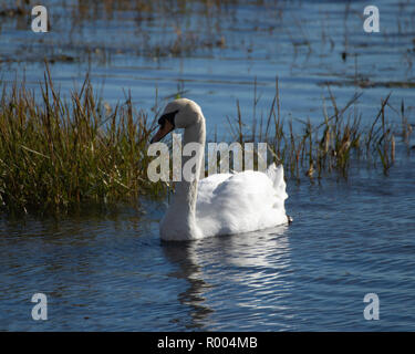 Ein Schwan, der zwischen Gräsern auf blauem Wasser Stockfoto