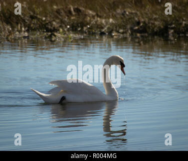 Ein Schwan, der zwischen Gräsern auf blauem Wasser Stockfoto