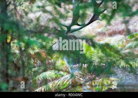 Hirsch Hirsche mit großen geweihen versteckt in Farn in einem Wald Stockfoto