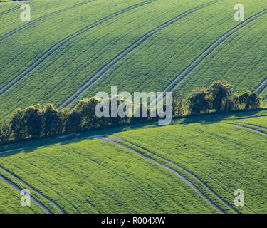 Sanften grünen Hügeln und Feldern mit einer Reihe von Baum zu trennen Stockfoto