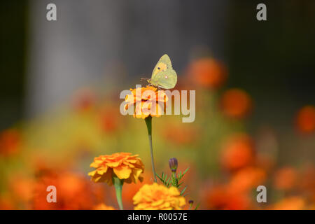 Schmetterling auf Orange Gerbera zier Blume Stockfoto