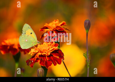 Schmetterling auf Orange Gerbera zier Blume Stockfoto