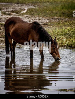 Eine Braune wild New Forest pony das Trinken aus einem Teich Stockfoto