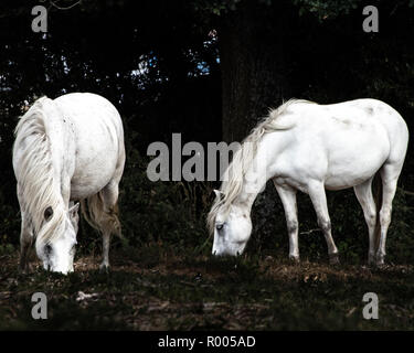 Ein paar weiße New Forest Ponys grasen Stockfoto