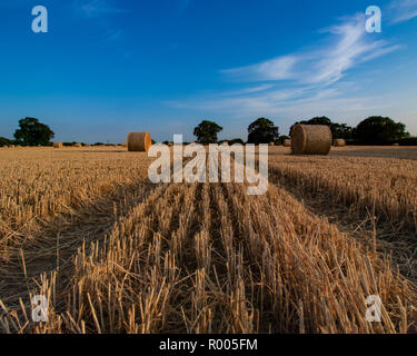 Goldener Heuballen rollte in Weizenfeldern auf einem Sommertag Stockfoto