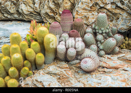 Cactus viele Varianten dekorieren im Garten auswählen und Soft Focus. Kaktus Hintergrund und Textur oder Kopieren. Stockfoto