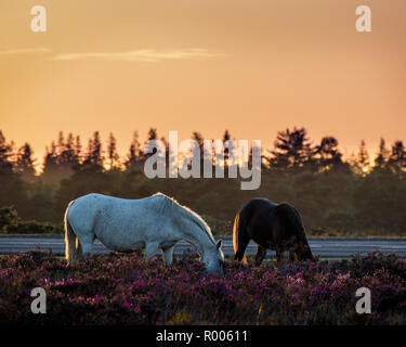 Zwei New Forest Ponys füttern in der lila Heidekraut bei Sonnenuntergang Stockfoto