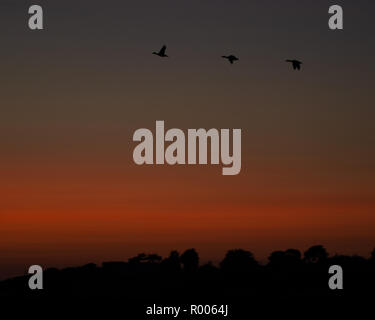 Die Silhouette der drei Enten im Flug bei Sonnenuntergang Stockfoto