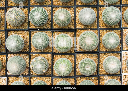 Cactus viele Varianten in den Topf für die Bepflanzung von Zeilen auswählen und Soft Focus angeordnet. Kaktus Hintergrund und Textur oder Kopieren. Stockfoto