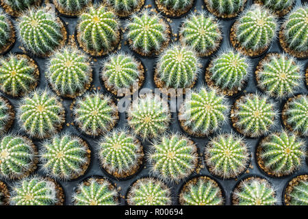 Cactus viele Varianten in den Topf für die Bepflanzung von Zeilen auswählen und Soft Focus angeordnet. Kaktus Hintergrund und Textur oder Kopieren. Stockfoto