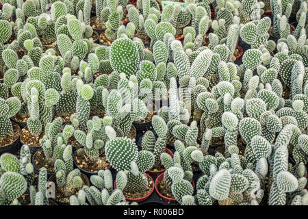 Cactus viele Varianten in den Topf für die Bepflanzung von Zeilen auswählen und Soft Focus angeordnet. Kaktus Hintergrund und Textur oder Kopieren. Stockfoto