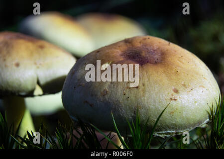 wilde Pilze hautnah Stockfoto