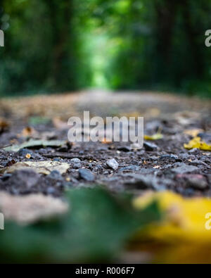 Herbstliches Laub auf dem Waldboden Stockfoto