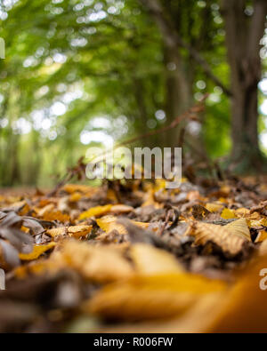Herbstliches Laub auf dem Waldboden Stockfoto