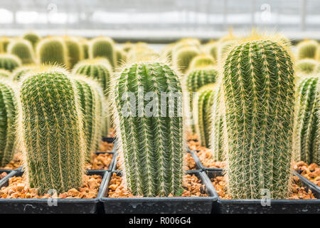 Cactus viele Varianten in den Topf für die Bepflanzung von Zeilen auswählen und Soft Focus angeordnet. Kaktus Hintergrund und Textur oder Kopieren. Stockfoto