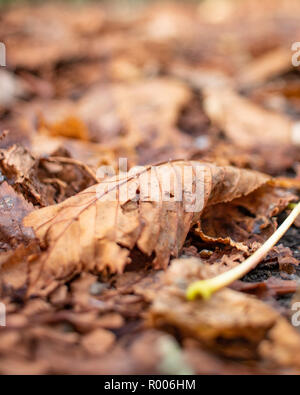 Ein braunes Blatt auf dem Waldboden im Herbst Stockfoto