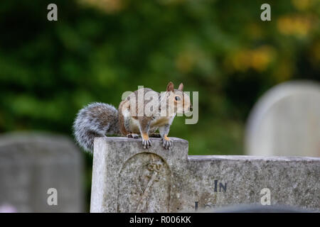 Graue Eichhörnchen sitzend auf Grabstein auf einem Friedhof Stockfoto