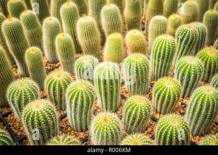 Cactus viele Varianten in den Topf für die Bepflanzung von Zeilen auswählen und Soft Focus angeordnet. Kaktus Hintergrund und Textur oder Kopieren. Stockfoto