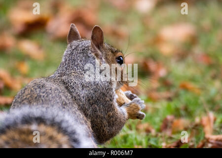 Ein graues Eichhörnchen sitzt auf braune Blätter im Herbst Stockfoto