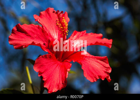 Voller Blüte rot Hibiskus Blume (Hibiscus rosa-sinensis) Stockfoto