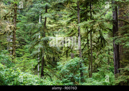 Ein küstenwald von Redwood Bäumen wächst in Nordkalifornien. Redwoods wachsen nur in einem begrenzten Bereich aufgrund der genauen Temperatur und Feuchtigkeit. Stockfoto