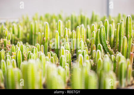 Cactus viele Varianten in den Topf für die Bepflanzung von Zeilen auswählen und Soft Focus angeordnet. Kaktus Hintergrund und Textur oder Kopieren. Stockfoto