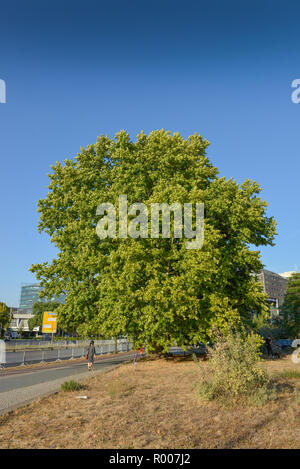 Älteste Plantane Berlin, Imperial Platane, Potsdamer Straße, Tiergarten, Mitte, Berlin, Deutschland, Aelteste Plantane Berlins, Kaiser-Platane, Potsdamer Str Stockfoto