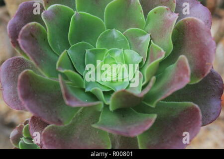 Echeveria crested rot Mauerpfeffer kultivierten Zierpflanzen Kakteen und Sukkulenten wüste Pflanzen in einer trockenen Umgebung. Stockfoto